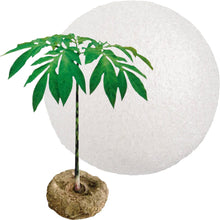 Load image into Gallery viewer, white 100% pure konjac sponge eco friendly and natural, with a konjac plant
