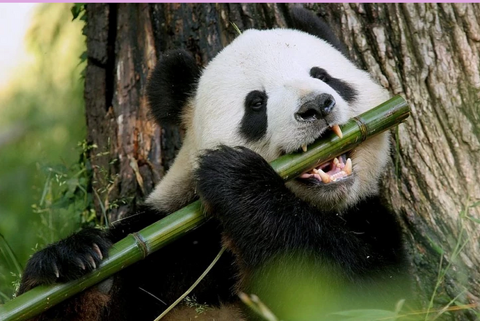 Are Bamboo Products Bad For Pandas?